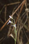 Canby's lobelia